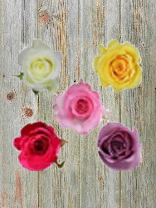 SPRING PACK COLOR ROSES  ASSORTED COMBO BOX